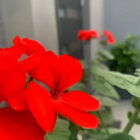 Mare's 2 Lägenhet *